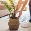 A women placing is ZZ Plant in a wooden pot on the floor of the living area.