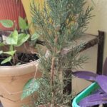 Golden Cypress Plant Sapling (1pc)