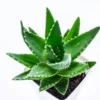 A young Aloe Vera Plant Sapling planted in a white pot and white as a background.
