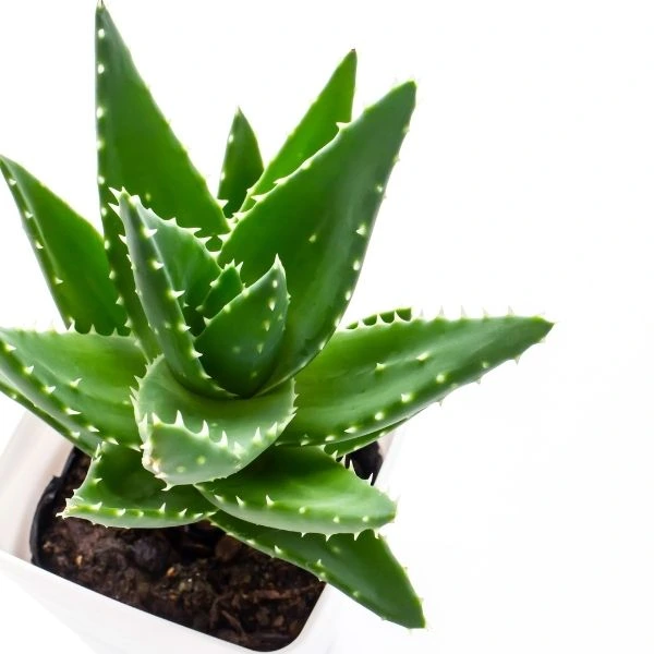 A young Aloe Vera Plant Sapling planted in a white pot and kept in the left side and white as background.