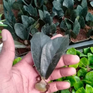This is an image of a hand holding Rare Black ZZ Plant Sapling with similar saplings in background.