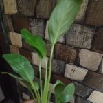 Peace Lily Plant Sapling (1pc)