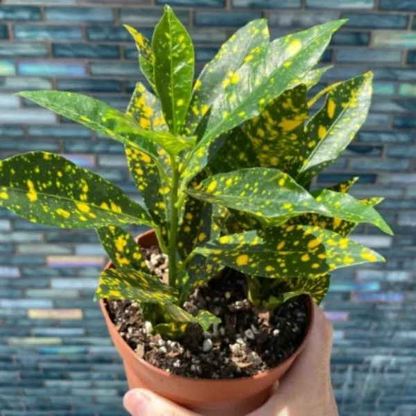 This is an image of a hand holding Nimbu Croton Plant with yellow patches on the leaves planted in a terracotta pot with brick wall in the background.