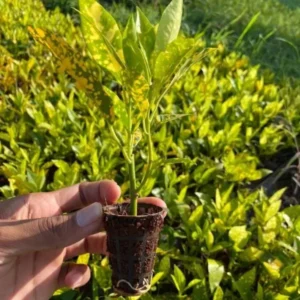 A hand holding Nimbu Croton Plant Sapling planted in a net pot with several similar saplings in the background.