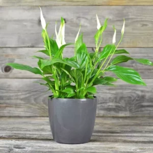 A tall and well grown Peace Lily Plant with beautiful white flowers on it in a dark grey ceramic pot with a greyish mixed marble wall in a background.