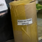Peace Lily Plant Sapling (1pc)
