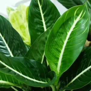 A young Philodendron Wenlandii plant with its wide and beautiful long leaves.