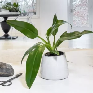 A well grown Philodendron Wenlandii plant, planted in a classic white ceramic pot with living area as a background.