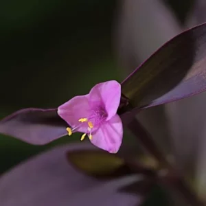 A young Purple Heart Plant with beautiful light purple flower with it.