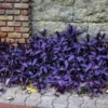 A well grown several Purple Heart Plants with a rock wall in the background.