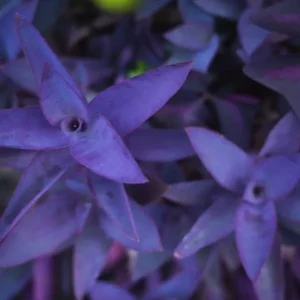 A beautiful and bright Purple Heart Plant with similar several plants along with it.