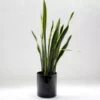 A well grown and tall Snake Plant in a black ceramic pot with white as a background.
