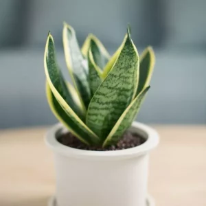 A young and beautiful Snake Plant, planted in a white pot and is kept upon a bench with blurry background.