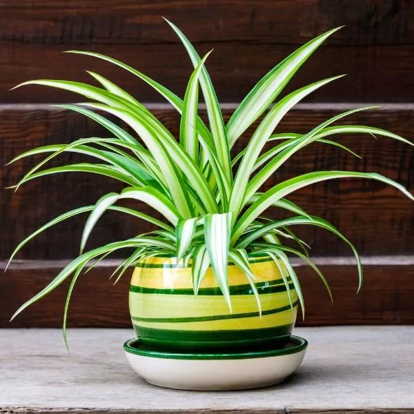A beautiful Spider Plant planted in a colorful ceramic pot , kept on a grey bench with dark wooden wall in the background.