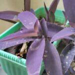 Purple Heart Plant Sapling (1pc)