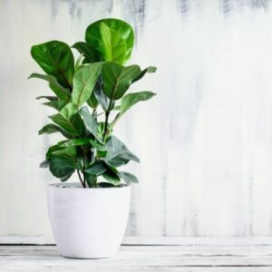 A dwarf fiddle fig plant in a beautiful white pot placed in the right corner with shaded white background.
