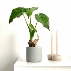 An Elephant Ear Alocasia Cucullata Plant Sapling in a grey pot on a white table with 2 elegant candles alongside.