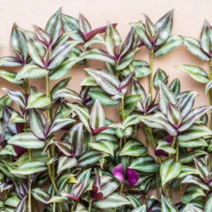 Beautifully shaded wandering Jew Plant leaves with a pink background.
