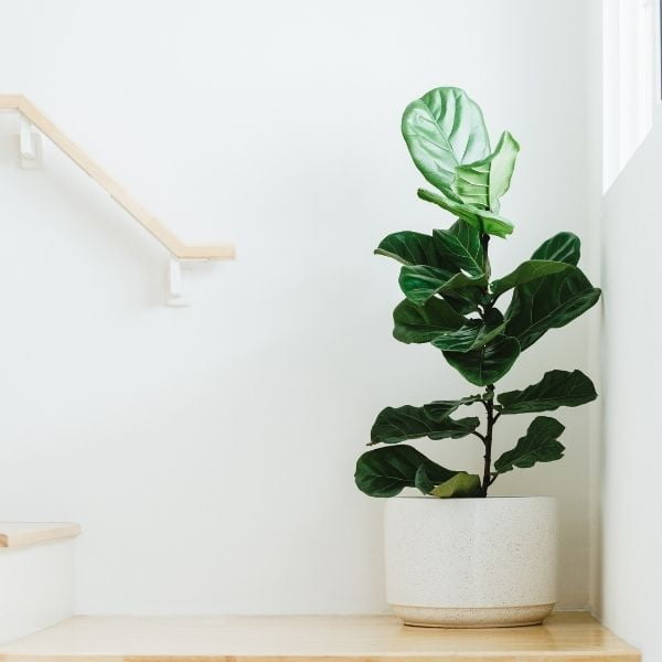 A dwarf fiddle fig plant in a beautiful white pot placed in the left corner with white background.