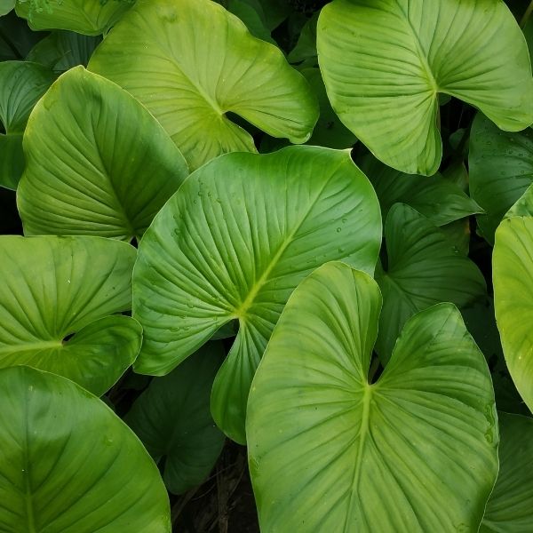 Some fresh Elephant Ear Alocasia Cucullata Plant leaves with a dense leafy background.