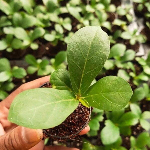A hand holding fresh, young dwarf fiddle fig plant sapling in net pot with several similar saplings in background.