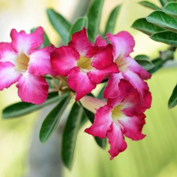Four beautiful Desert Rose Adenium plant flowers on a plant with some leaves in the background.