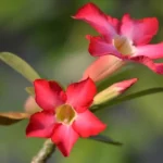 Two beautiful Desert Rose Adenium plant flowers and a little bud on a plant.