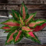 The beautifully grown Aglaonema Lipstick Plant with pink shade on the leaves kept upon the wooden bench.