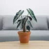 An Alocasia Velvet Black Plant Sapling in a brown pot placed on a wooden table with a grey sofa and pillows in background.