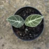 An Alocasia Velvet Black Plant Sapling with two young and fresh leaves in a black grow pot.