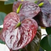 A beautifully grown Anthurium Chocolate Plant with chocolaty color flowers on it.