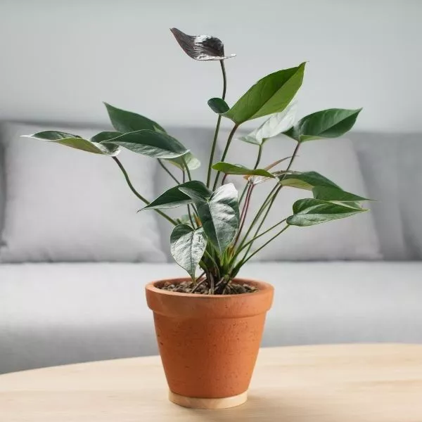 A well-grown Anthurium Chocolate Plant, planted in a terracotta pot is placed upon a bench with a grey sofa in the background.
