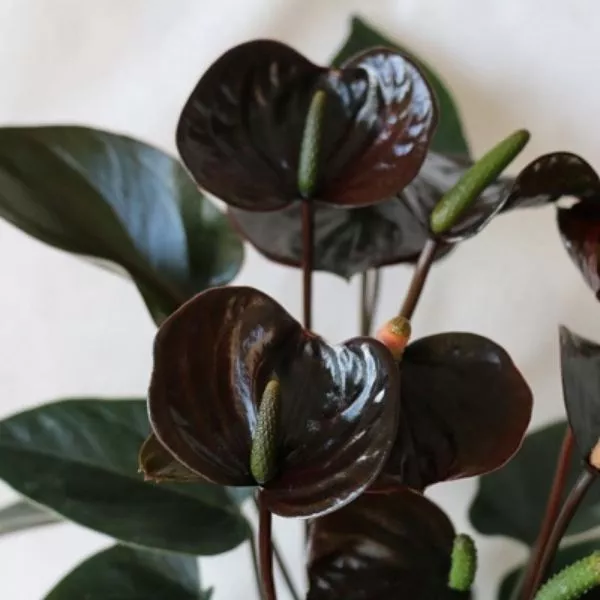 A well-grown Anthurium Chocolate Plant with dark chocolate color flowers on it, with white as a background.