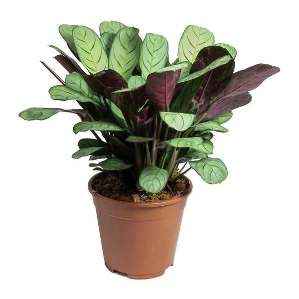 A beautifully grown Calathea Never Never Plant, planted in a brown pot with white as a background.