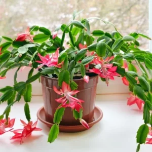 A beautiful Christmas Cactus Plant whit light magenta flowers planted in a brown pot which is placed near the window upon the white marble.