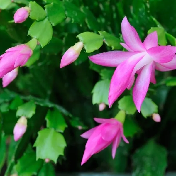 A beautifully grown Christmas Cactus Plant with the beautiful flowers grown on it.