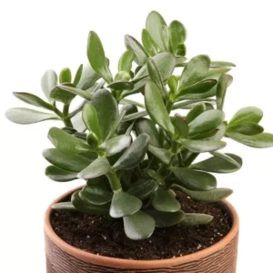 A beautifully grown Crassula Ovata Plant in a brown pot with a white background.