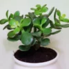 A young Crassula Ovata Plant in a white pot with white background.