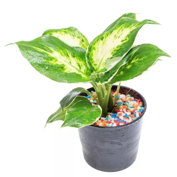 A Dieffenbachia Camille plant sapling in a black pot with some colouful pebbles in it.