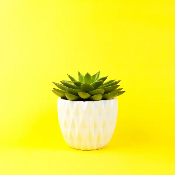 A green colour Laxmi Kamal Haworthia Succulent plant in a white ceramic pot with yellow background.