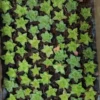 Several green colour Laxmi Kamal Haworthia Succulent plants in cocopeat in a seedling tray.