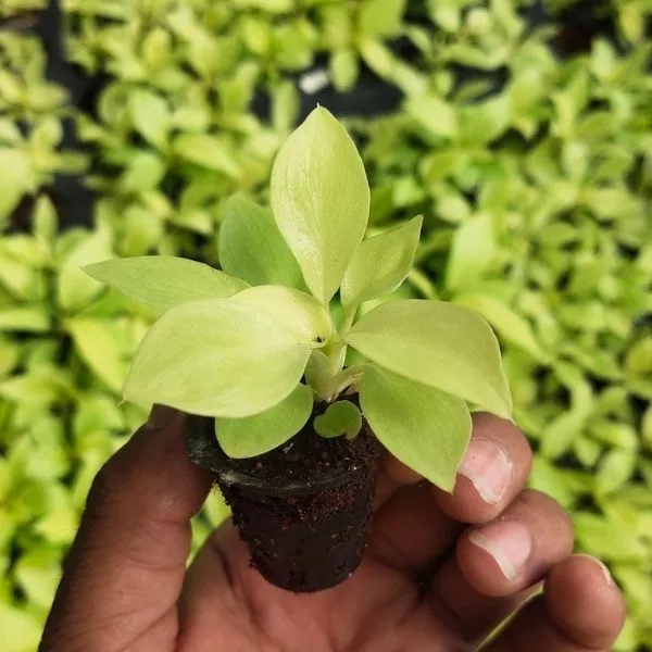 A hand holding fresh, young Philodendron Golden plant sapling in net pot with several similar saplings in background.