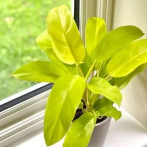 A Philodendron Golden Plant Sapling in a white pot in a corner of a table near a window.