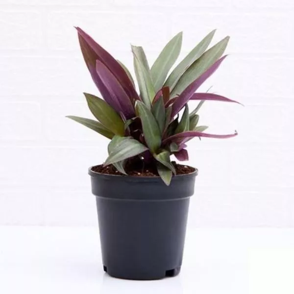 A beautifully grown Rheo Oyster Plant with leaves having two different colors on each side, planted in a black pot and white as a background.