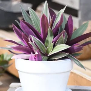 A beautifully grown Rheo Oyster Plant with leaves having two different colors on each side, planted in a white pot.