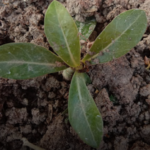 Desert Rose Adenium Plant Sapling (1pc)