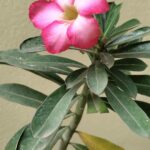 Desert Rose Adenium Plant Sapling (1pc)