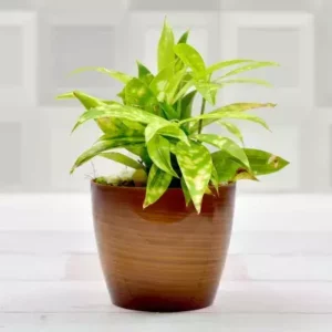 A dracena golden milky massangeana plant in a brown pot with geometrical white background.