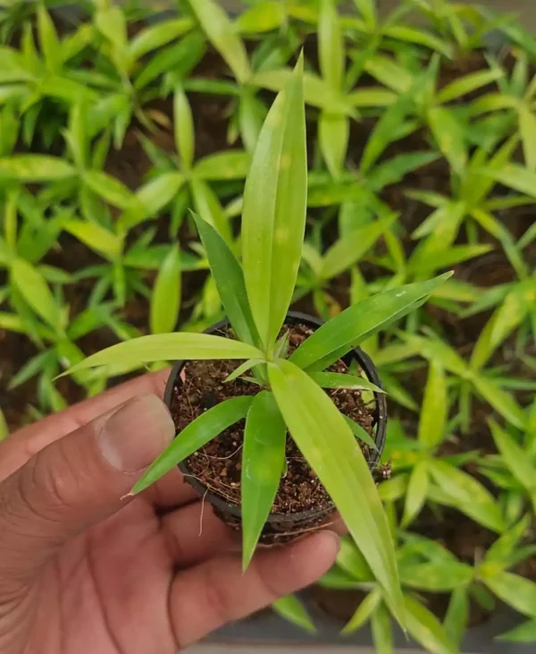 A hand holding fresh, young dracaena golden milky massangeana plant in net pot with several similar saplings in background.