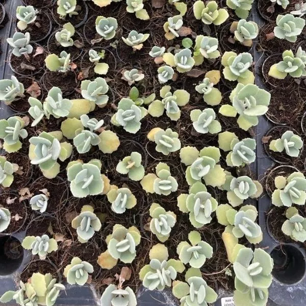 A several Kalanchoe Millotii Succulent Plant saplings planted in a seedling tray.